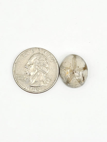 Sea Urchin (Sand Dollar) Fossil Cabochon – Mexican Echinoid