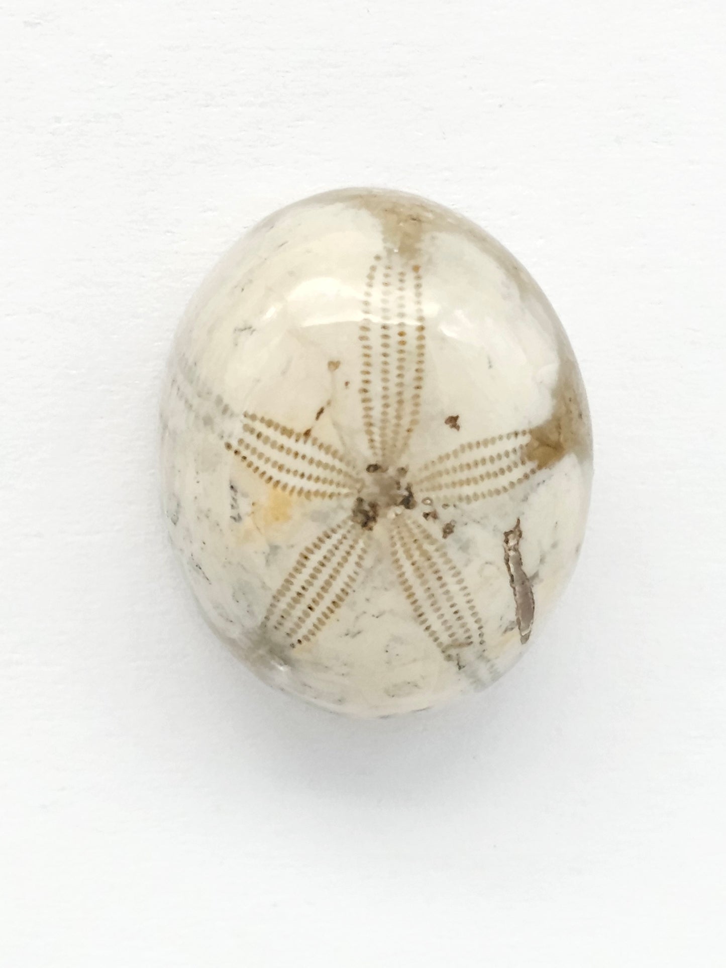 Sea Urchin (Sand Dollar) Fossil Cabochon – Mexican Echinoid