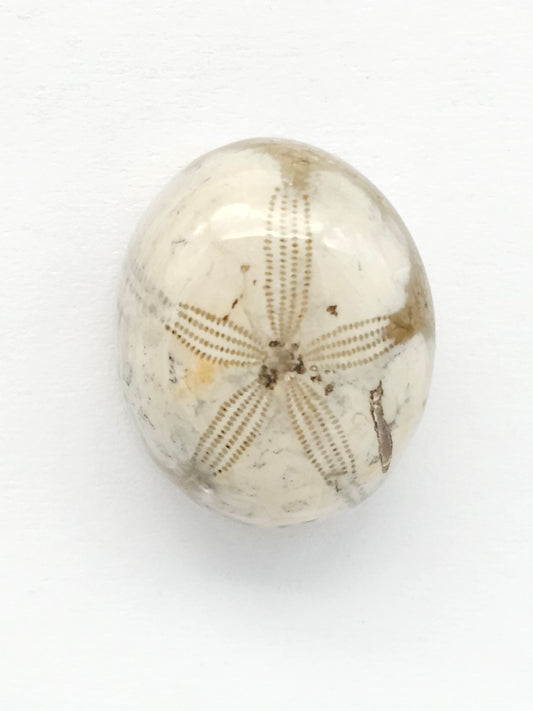 Sea Urchin (Sand Dollar) Fossil Cabochon – Mexican Echinoid