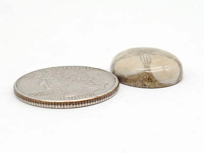 Sea Urchin (Sand Dollar) Fossil Cabochon – Mexican Echinoid