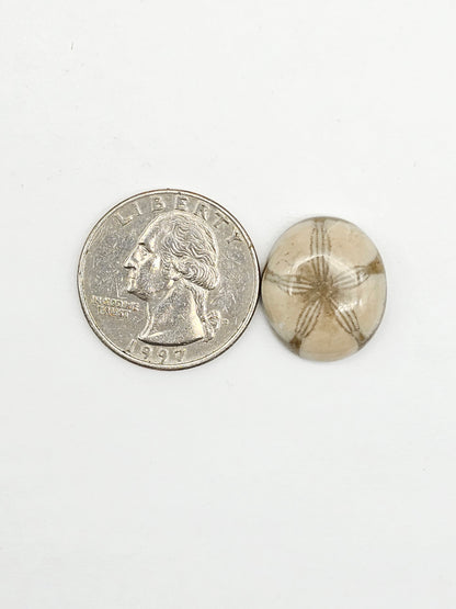 Sea Urchin (Sand Dollar) Fossil Cabochon – Mexican Echinoid