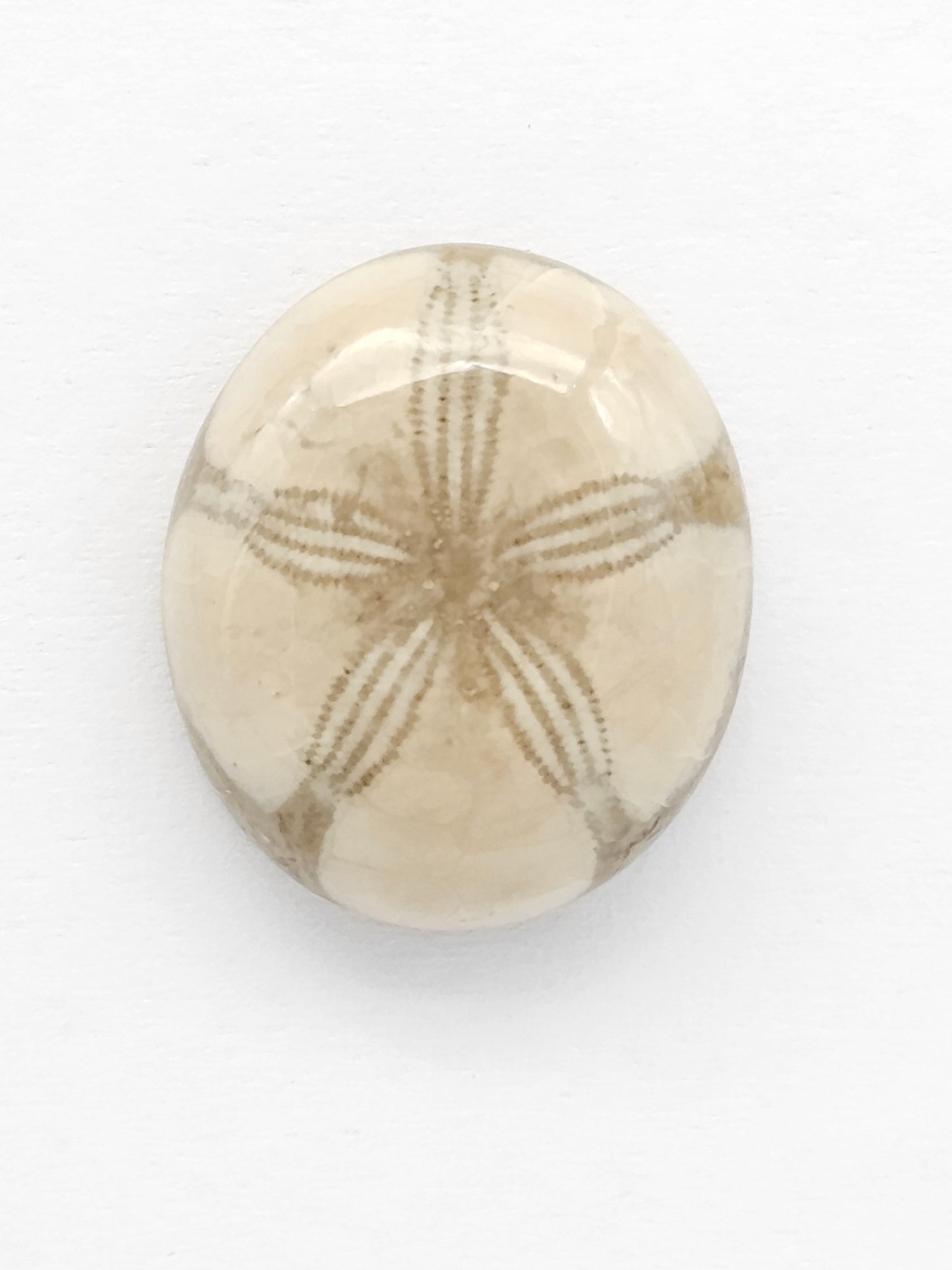Sea Urchin (Sand Dollar) Fossil Cabochon – Mexican Echinoid