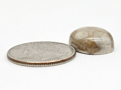 Sea Urchin (Sand Dollar) Fossil Cabochon – Mexican Echinoid