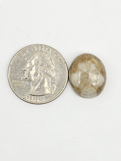 Sea Urchin (Sand Dollar) Fossil Cabochon – Mexican Echinoid