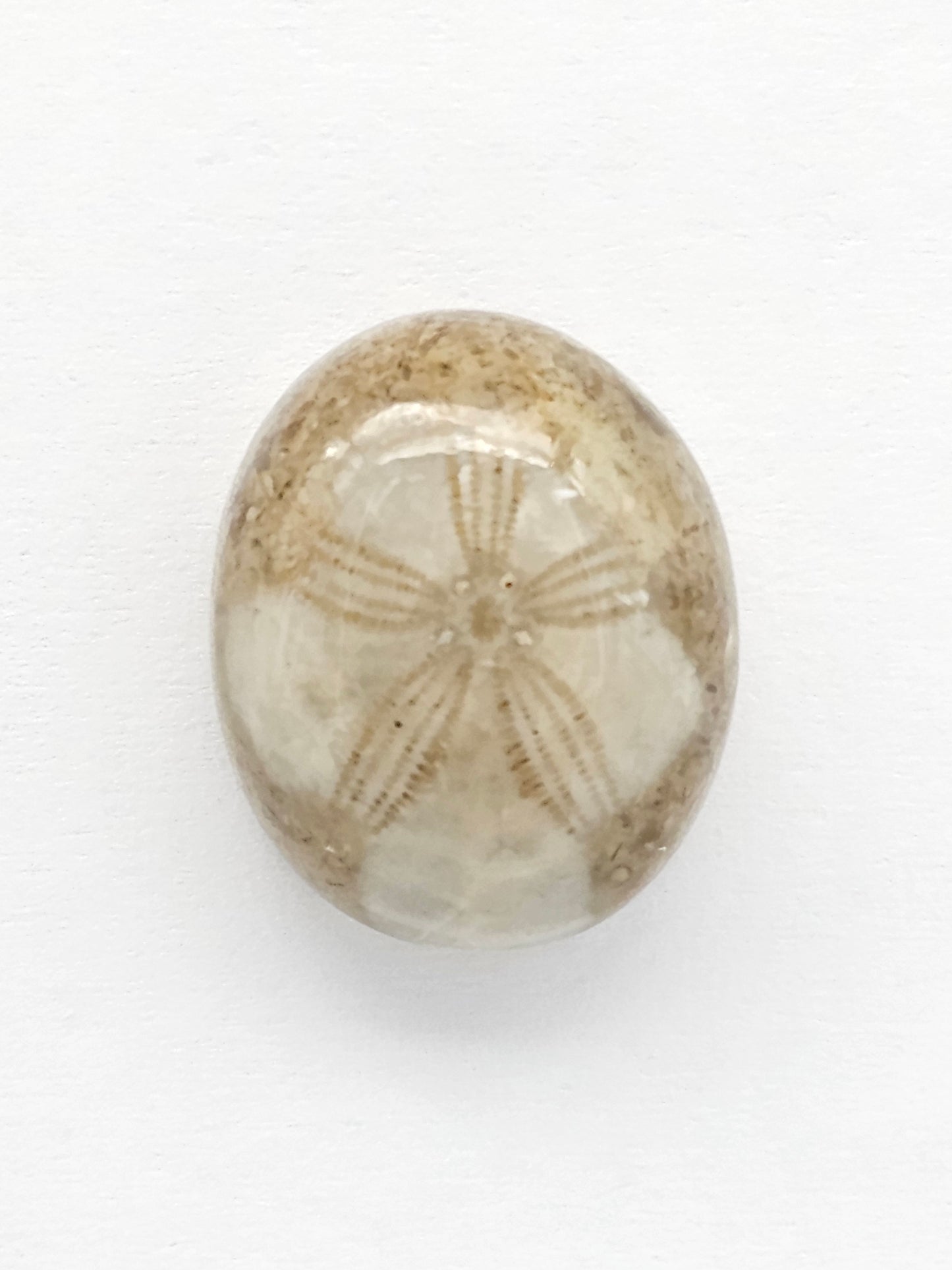 Sea Urchin (Sand Dollar) Fossil Cabochon – Mexican Echinoid