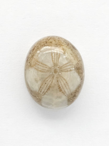 Sea Urchin (Sand Dollar) Fossil Cabochon – Mexican Echinoid