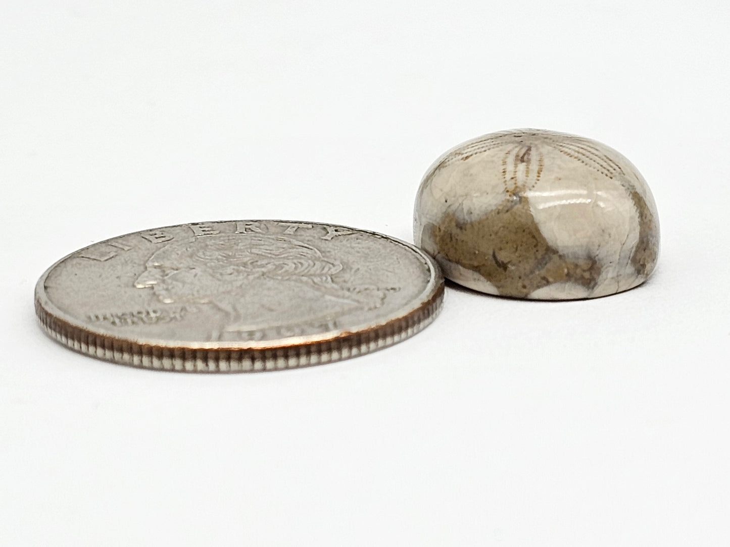Sea Urchin (Sand Dollar) Fossil Cabochon – Mexican Echinoid