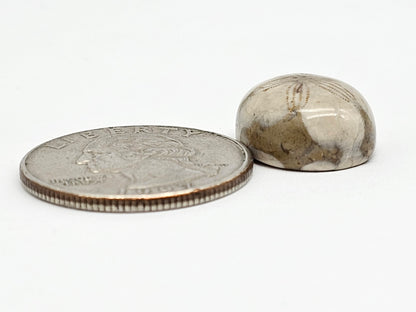 Sea Urchin (Sand Dollar) Fossil Cabochon – Mexican Echinoid