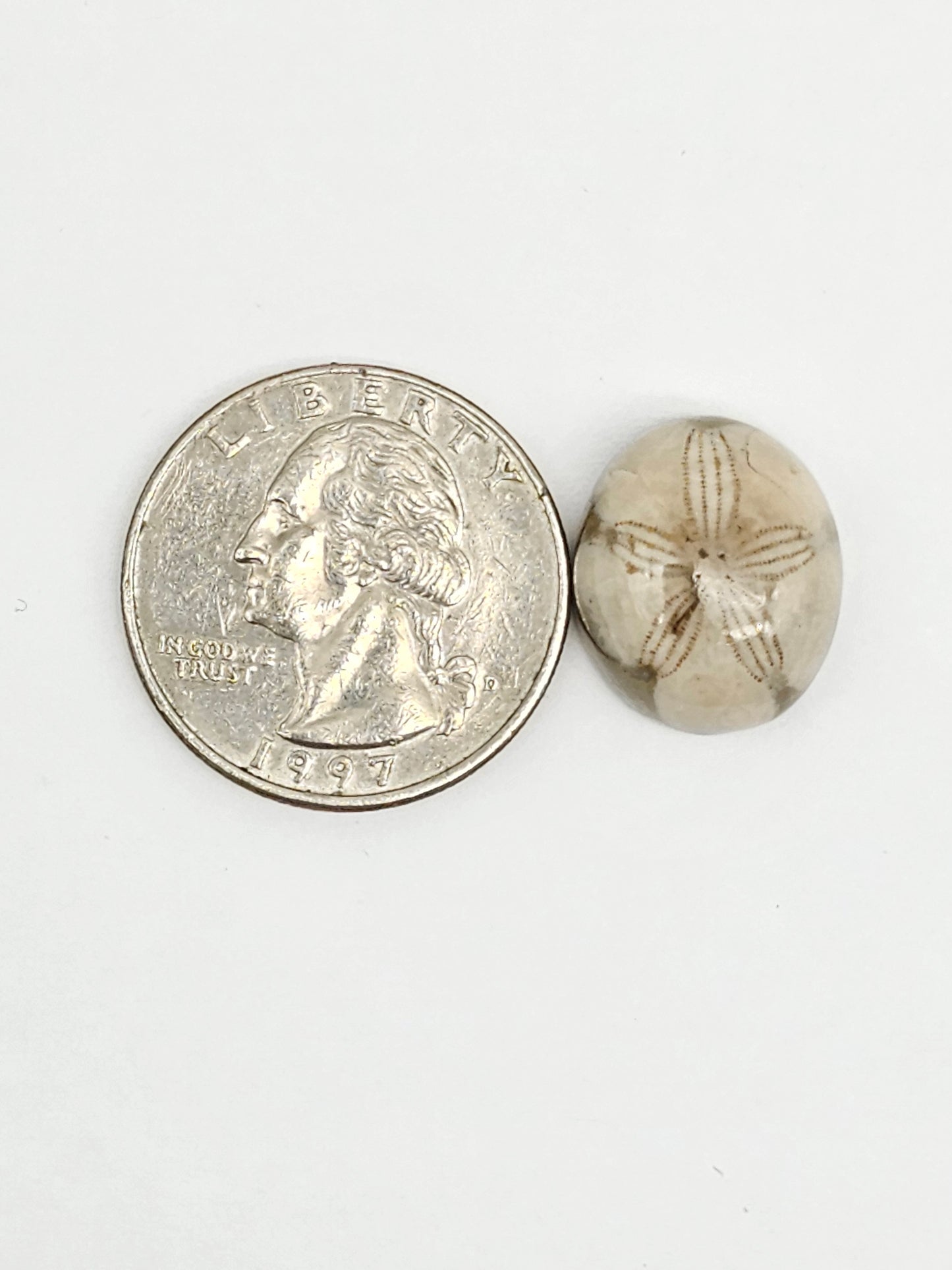 Sea Urchin (Sand Dollar) Fossil Cabochon – Mexican Echinoid