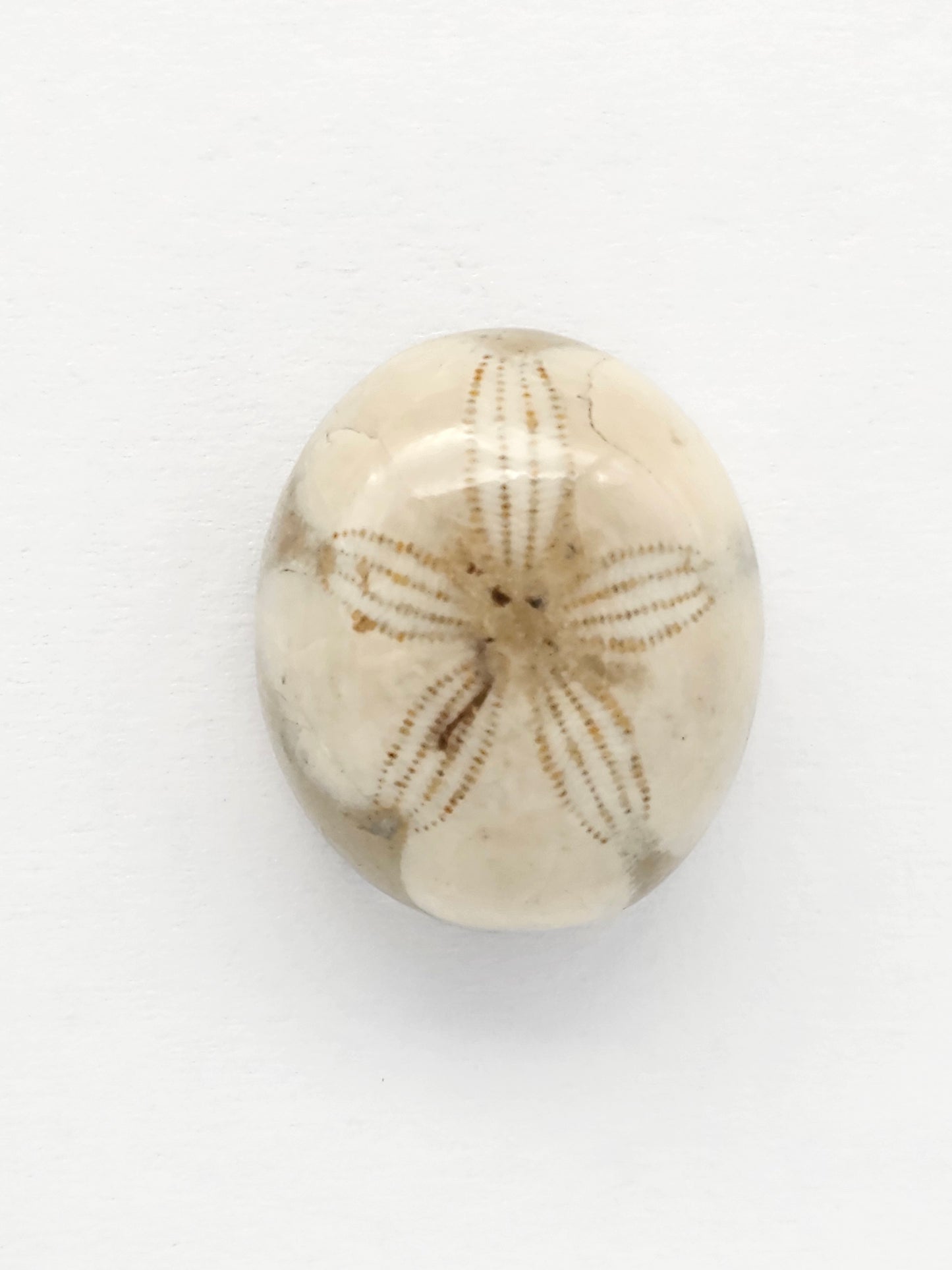 Sea Urchin (Sand Dollar) Fossil Cabochon – Mexican Echinoid