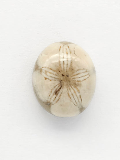 Sea Urchin (Sand Dollar) Fossil Cabochon – Mexican Echinoid