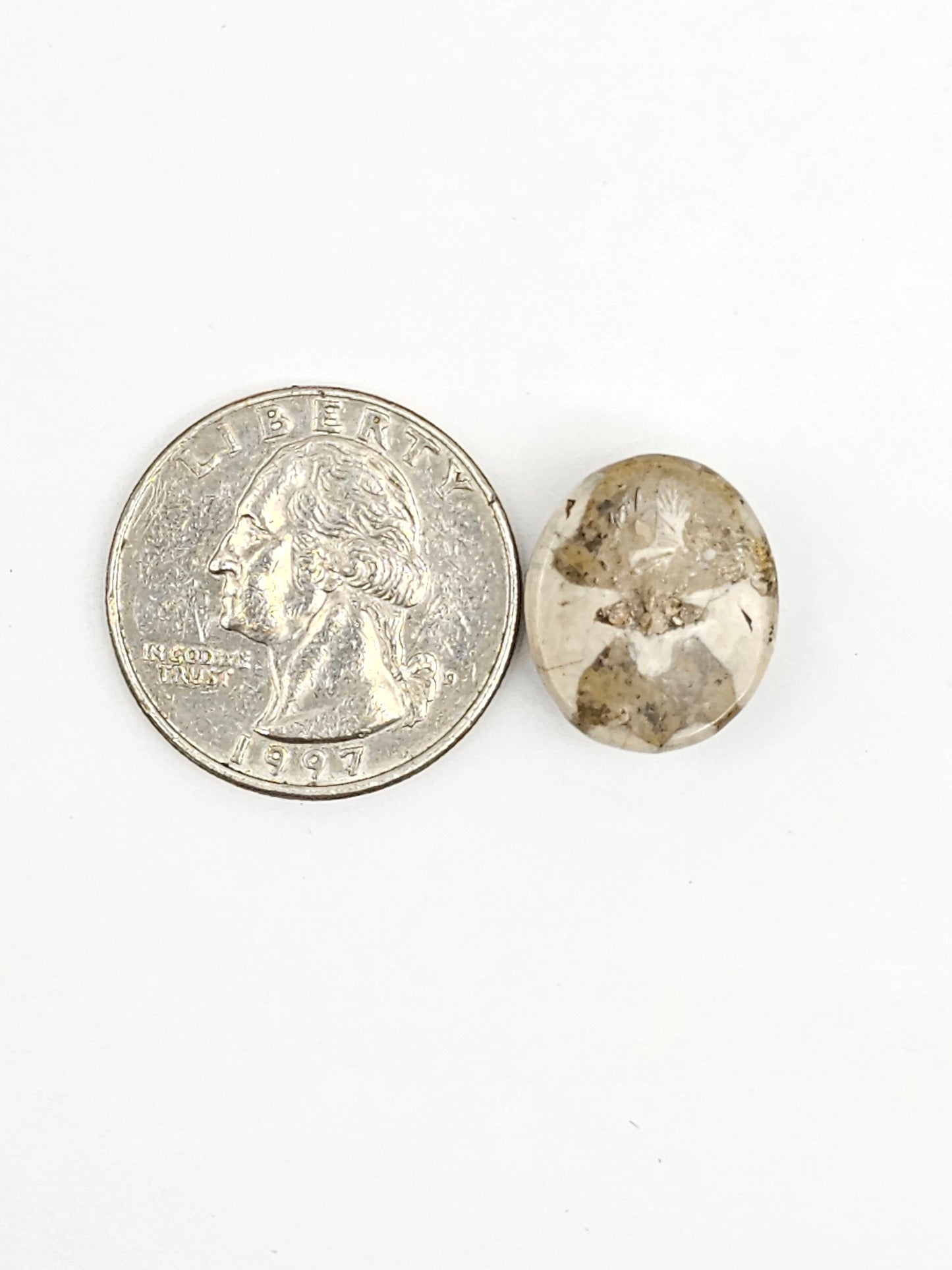 Sea Urchin (Sand Dollar) Fossil Cabochon – Mexican Echinoid