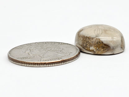 Sea Urchin (Sand Dollar) Fossil Cabochon – Mexican Echinoid