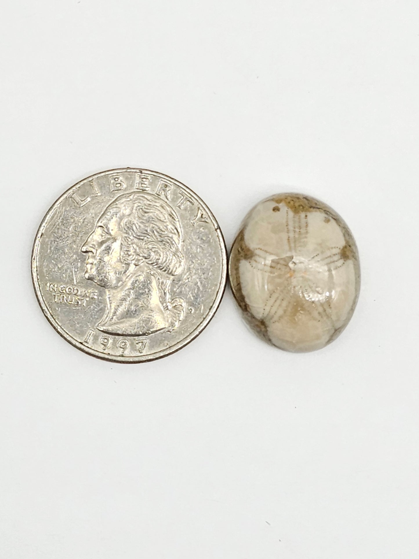 Sea Urchin (Sand Dollar) Fossil Cabochon – Mexican Echinoid