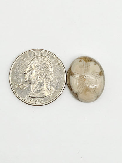 Sea Urchin (Sand Dollar) Fossil Cabochon – Mexican Echinoid