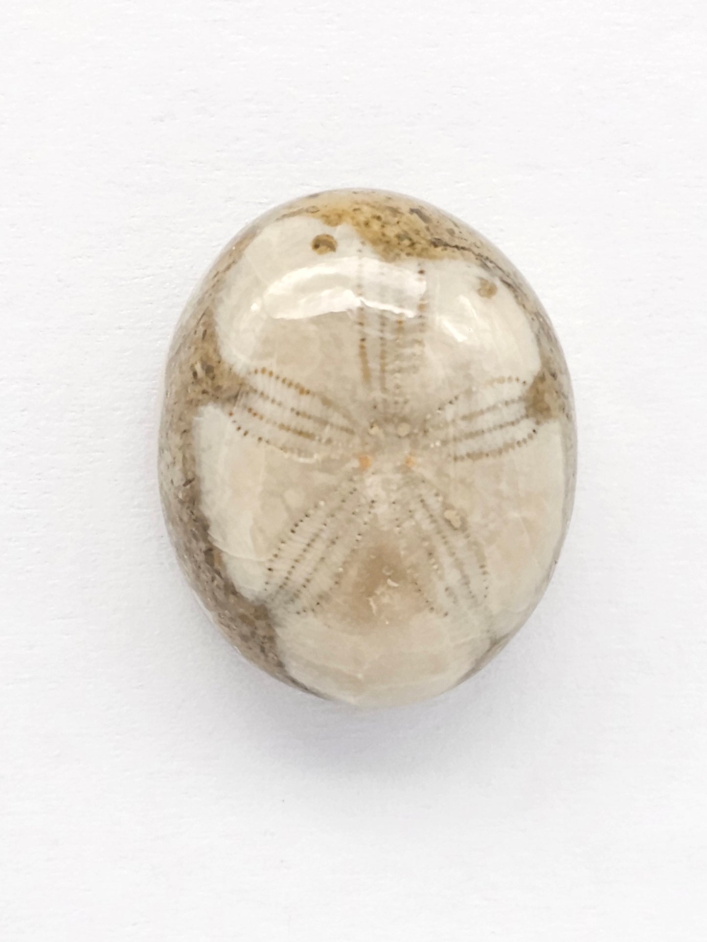 Sea Urchin (Sand Dollar) Fossil Cabochon – Mexican Echinoid