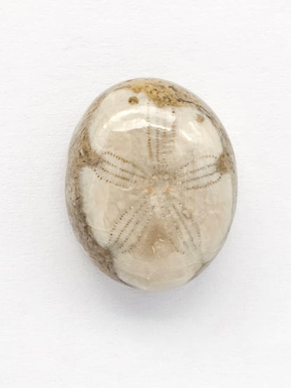 Sea Urchin (Sand Dollar) Fossil Cabochon – Mexican Echinoid