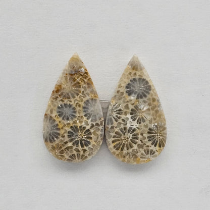 Fossilized Coral pair