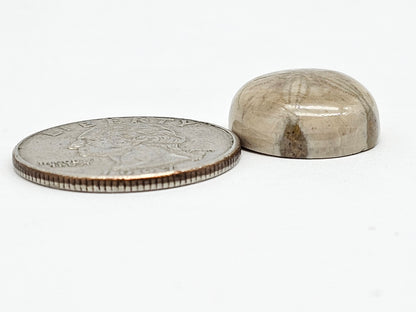 Sea Urchin (Sand Dollar) Fossil Cabochon – Mexican Echinoid