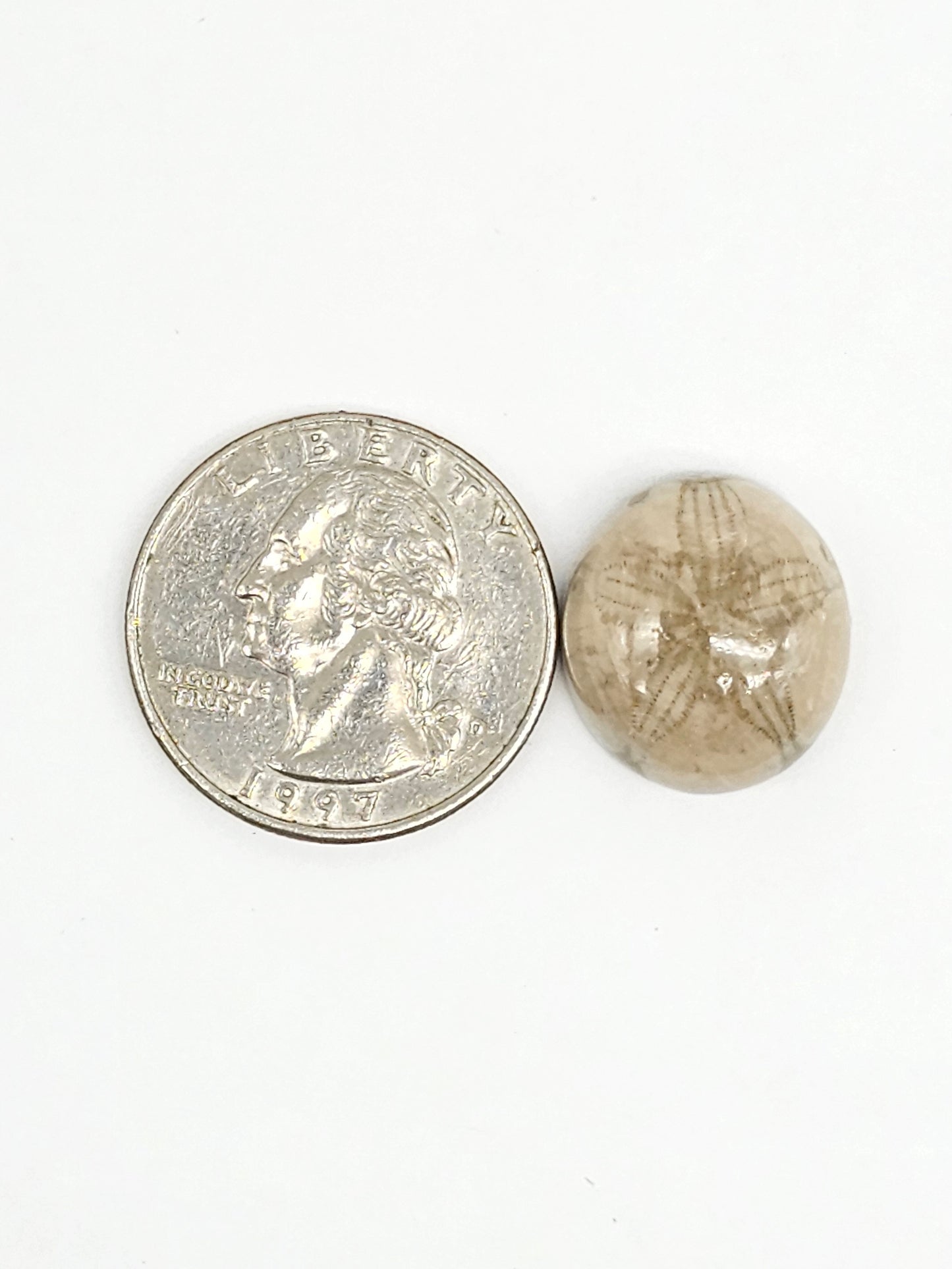 Sea Urchin (Sand Dollar) Fossil Cabochon – Mexican Echinoid