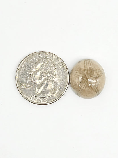 Sea Urchin (Sand Dollar) Fossil Cabochon – Mexican Echinoid