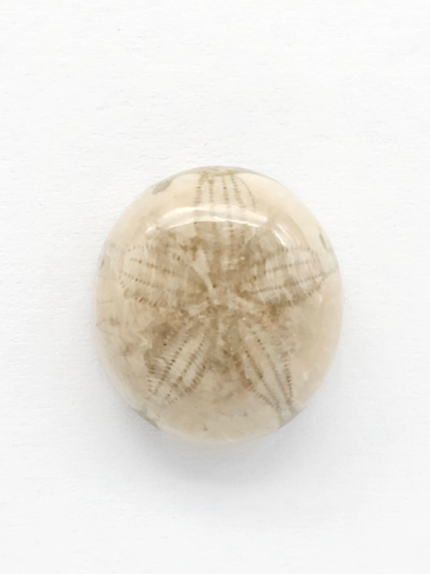 Sea Urchin (Sand Dollar) Fossil Cabochon – Mexican Echinoid