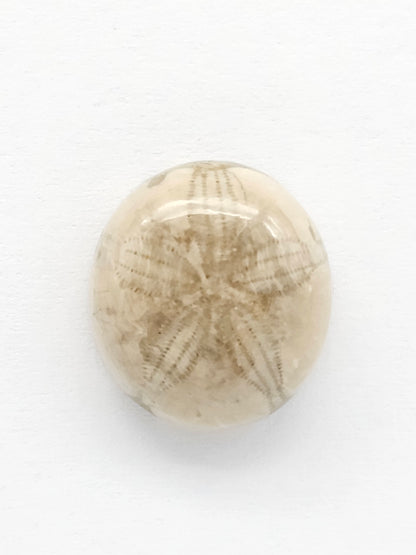Sea Urchin (Sand Dollar) Fossil Cabochon – Mexican Echinoid