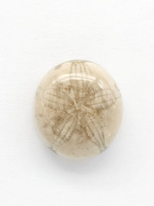 Sea Urchin (Sand Dollar) Fossil Cabochon – Mexican Echinoid