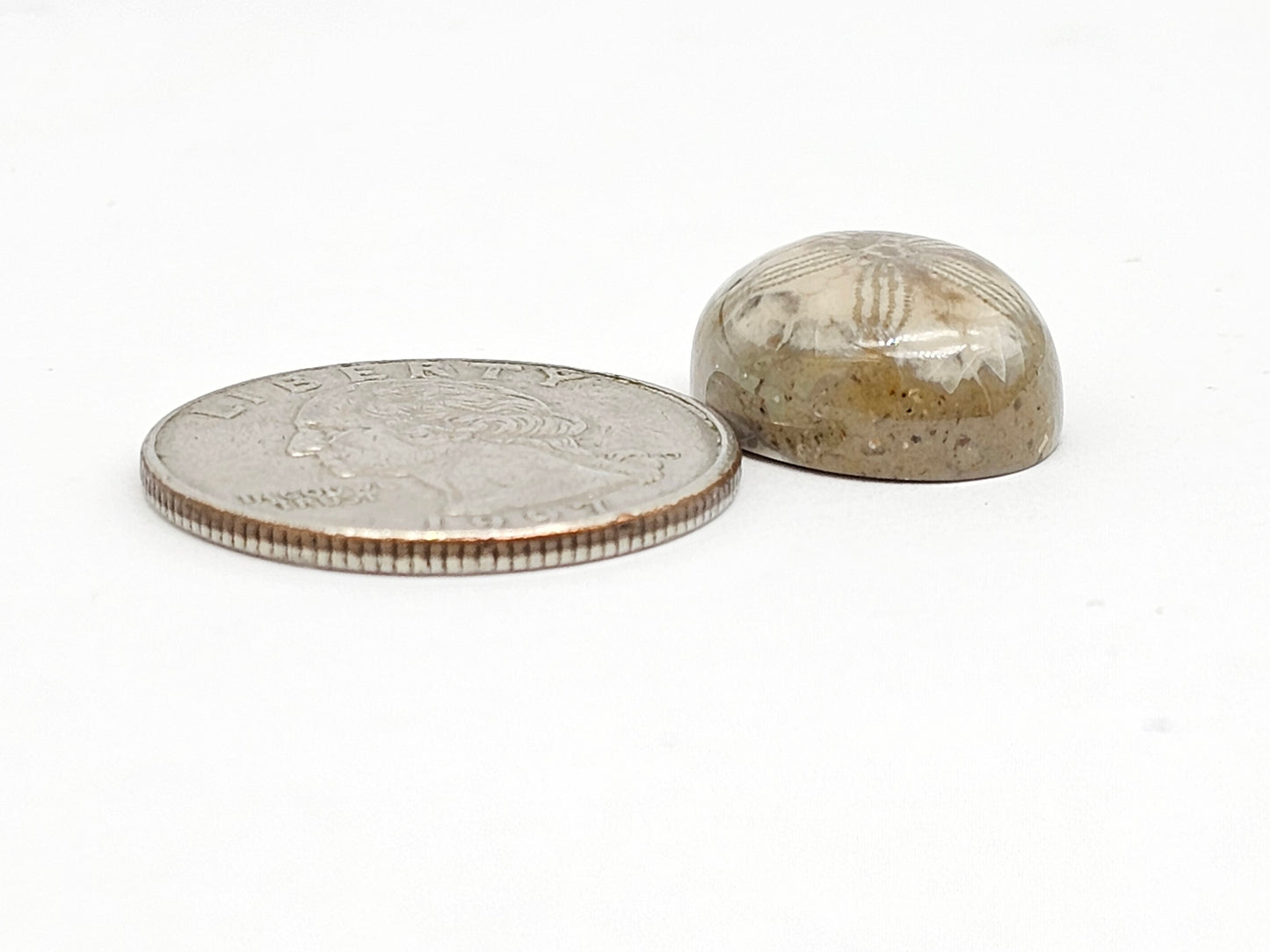 Sea Urchin (Sand Dollar) Fossil Cabochon – Mexican Echinoid