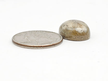 Sea Urchin (Sand Dollar) Fossil Cabochon – Mexican Echinoid