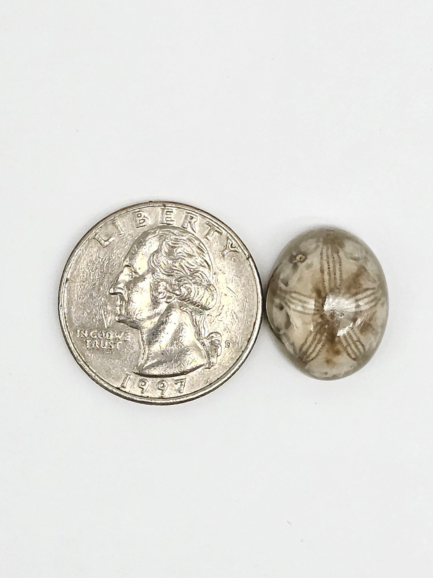 Sea Urchin (Sand Dollar) Fossil Cabochon – Mexican Echinoid