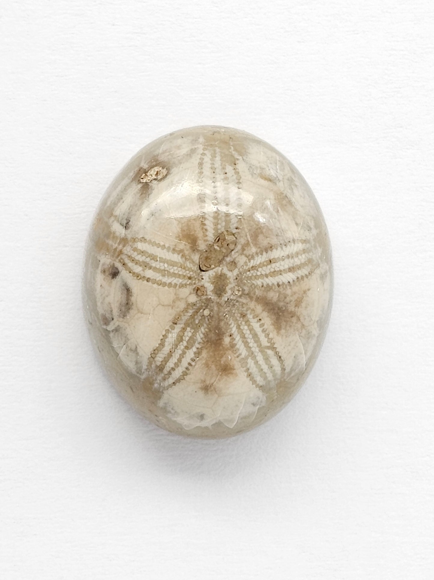 Sea Urchin (Sand Dollar) Fossil Cabochon – Mexican Echinoid
