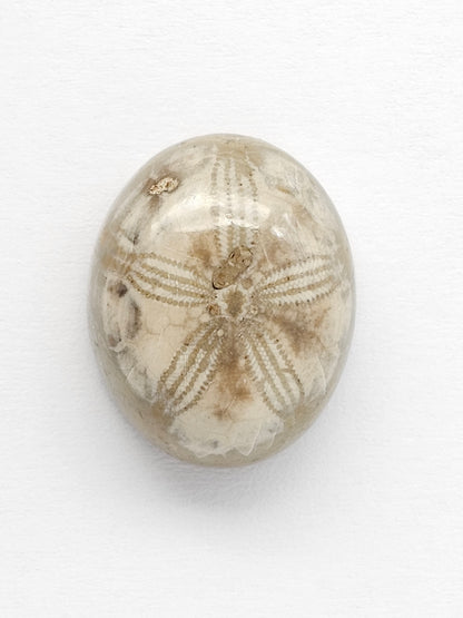 Sea Urchin (Sand Dollar) Fossil Cabochon – Mexican Echinoid
