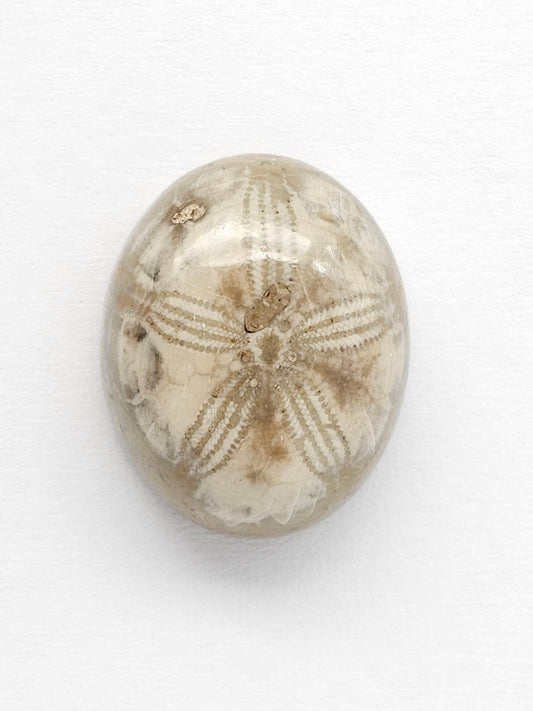 Sea Urchin (Sand Dollar) Fossil Cabochon – Mexican Echinoid