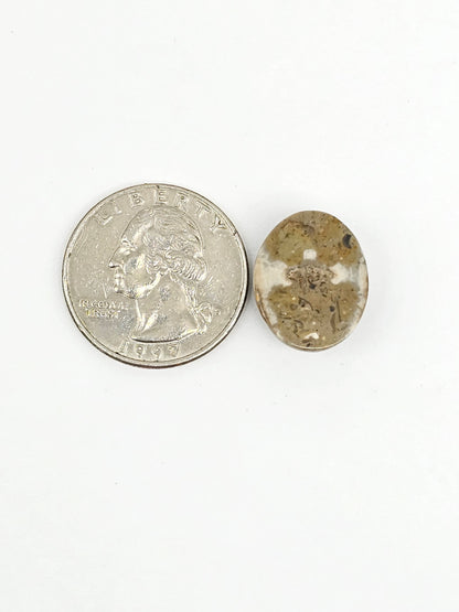 Sea Urchin (Sand Dollar) Fossil Cabochon – Mexican Echinoid