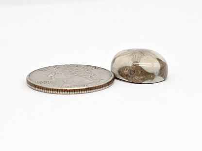 Sea Urchin (Sand Dollar) Fossil Cabochon – Mexican Echinoid