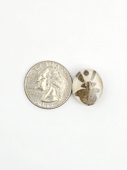 Sea Urchin (Sand Dollar) Fossil Cabochon – Mexican Echinoid