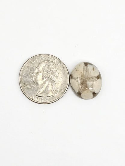 Sea Urchin (Sand Dollar) Fossil Cabochon – Mexican Echinoid