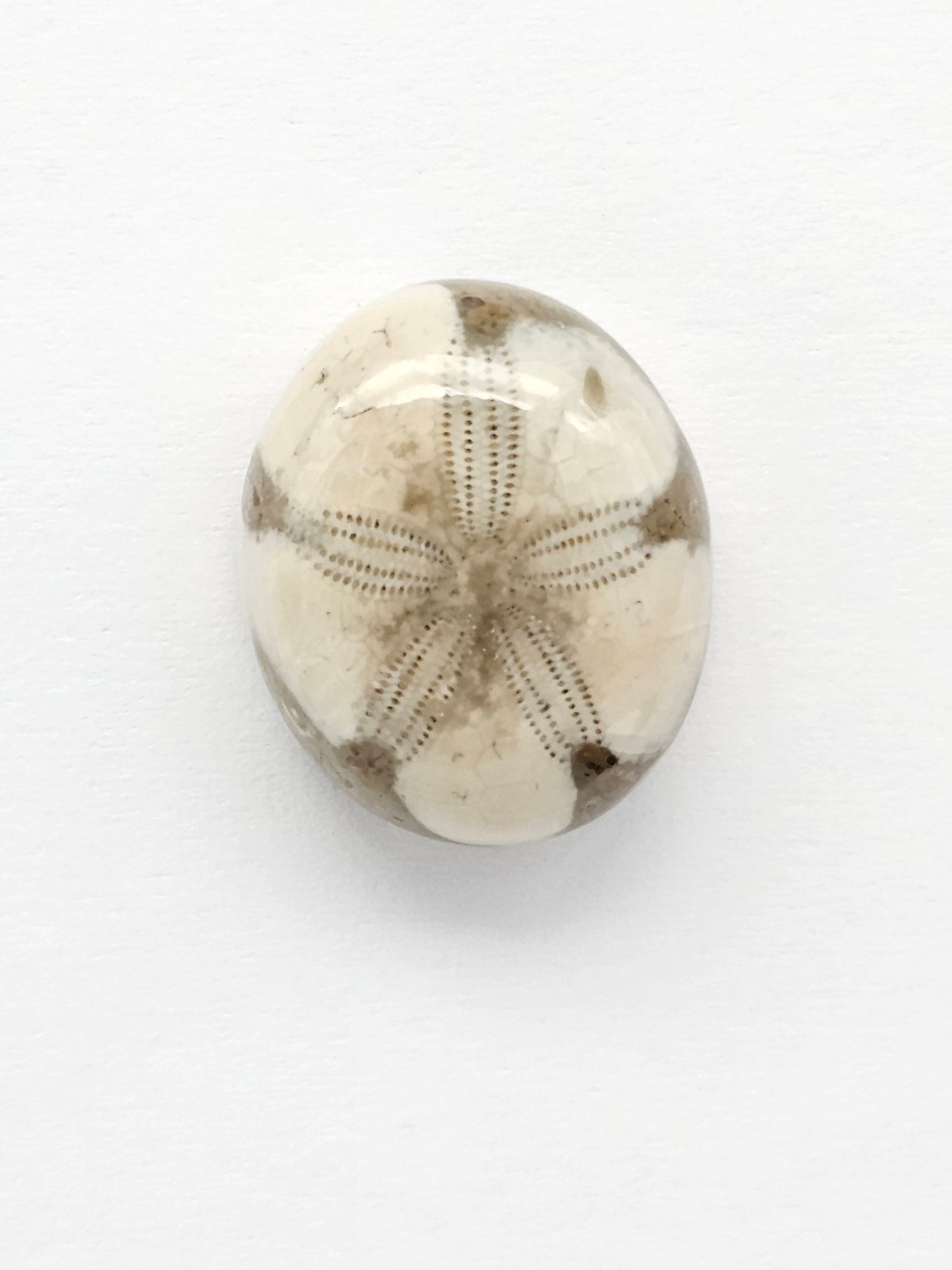 Sea Urchin (Sand Dollar) Fossil Cabochon – Mexican Echinoid