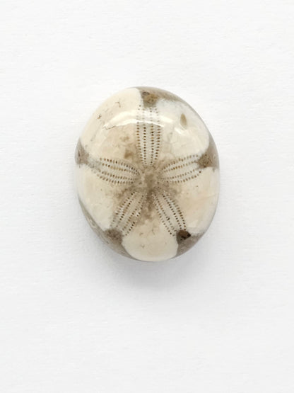 Sea Urchin (Sand Dollar) Fossil Cabochon – Mexican Echinoid