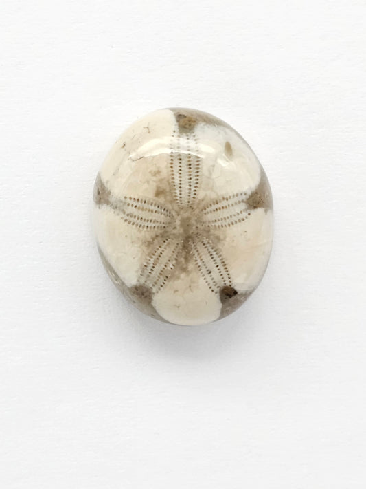 Sea Urchin (Sand Dollar) Fossil Cabochon – Mexican Echinoid