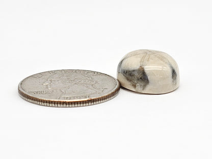 Sea Urchin (Sand Dollar) Fossil Cabochon – Mexican Echinoid