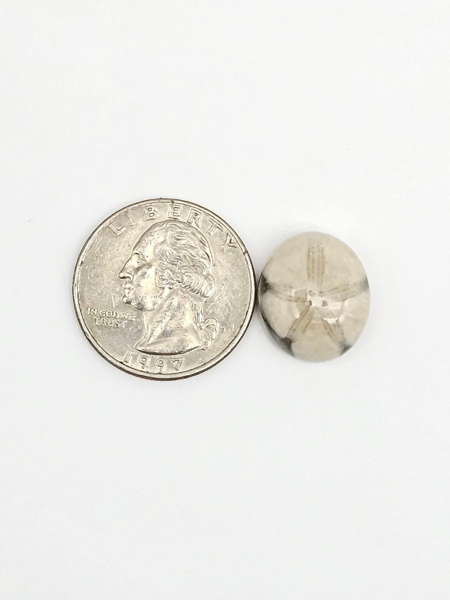 Sea Urchin (Sand Dollar) Fossil Cabochon – Mexican Echinoid