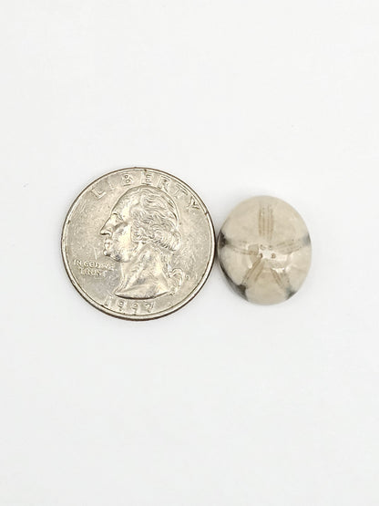 Sea Urchin (Sand Dollar) Fossil Cabochon – Mexican Echinoid