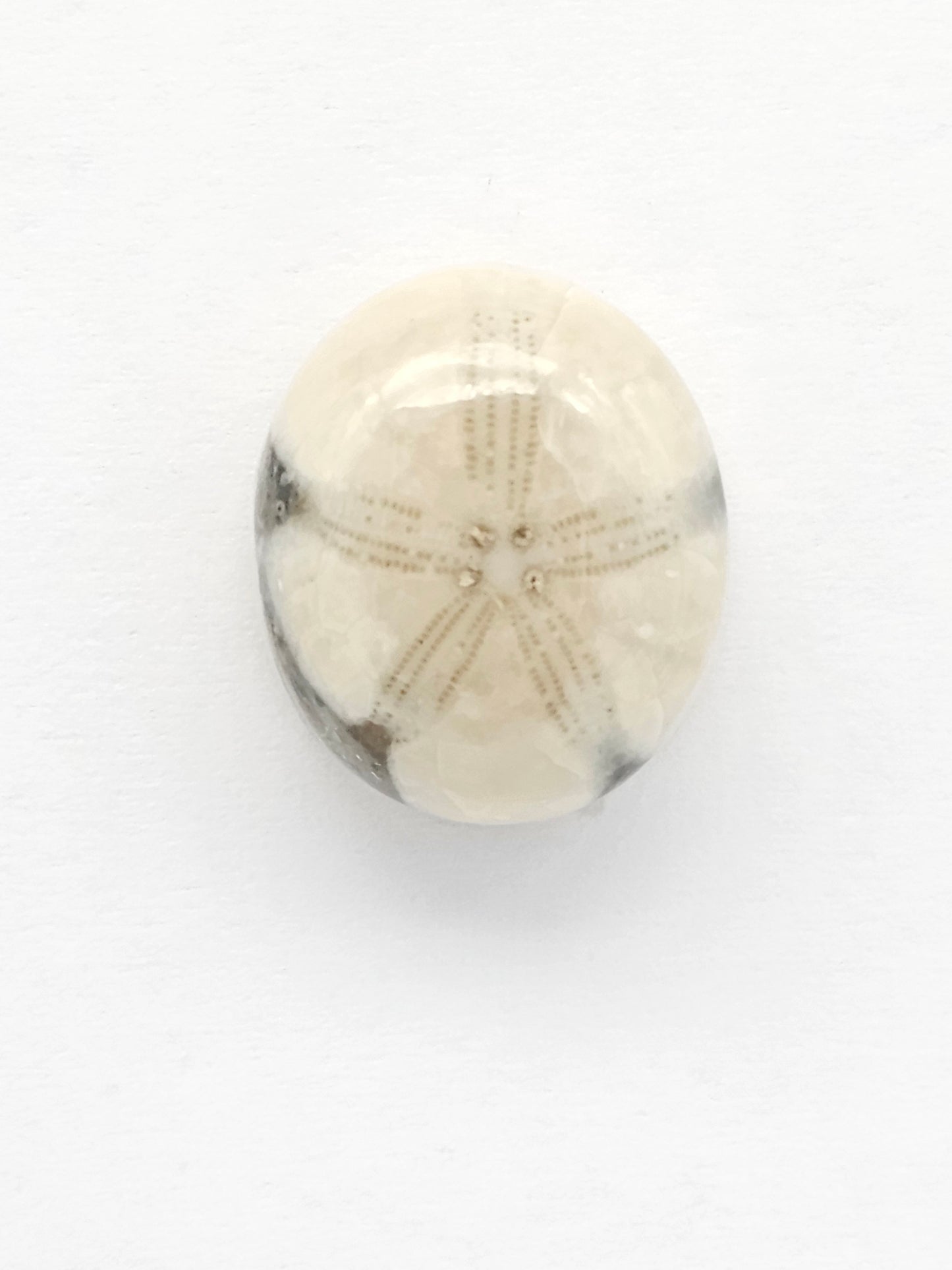Sea Urchin (Sand Dollar) Fossil Cabochon – Mexican Echinoid