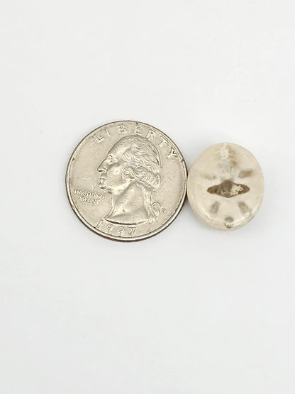 Sea Urchin (Sand Dollar) Fossil Cabochon – Mexican Echinoid