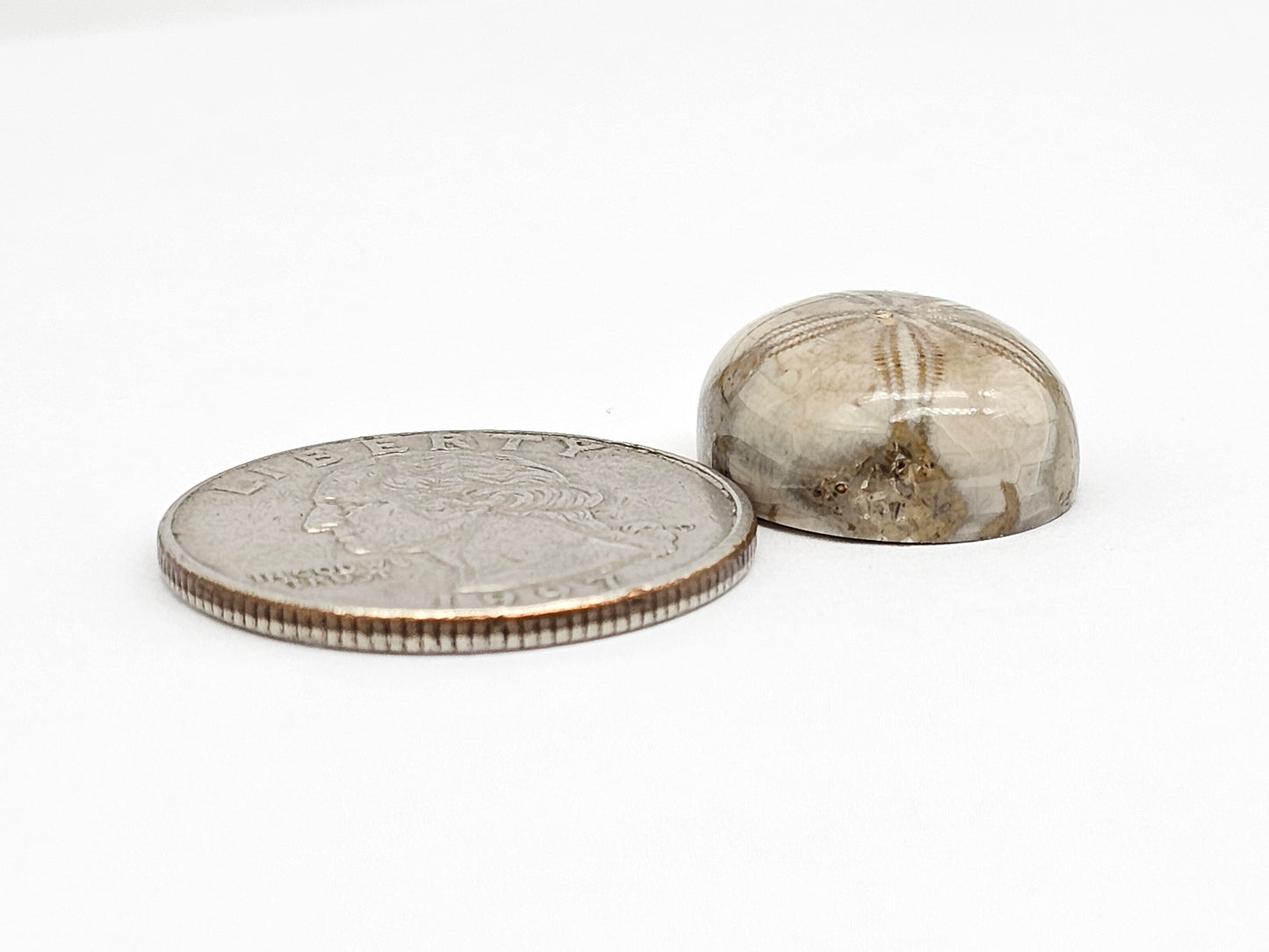 Sea Urchin (Sand Dollar) Fossil Cabochon – Mexican Echinoid