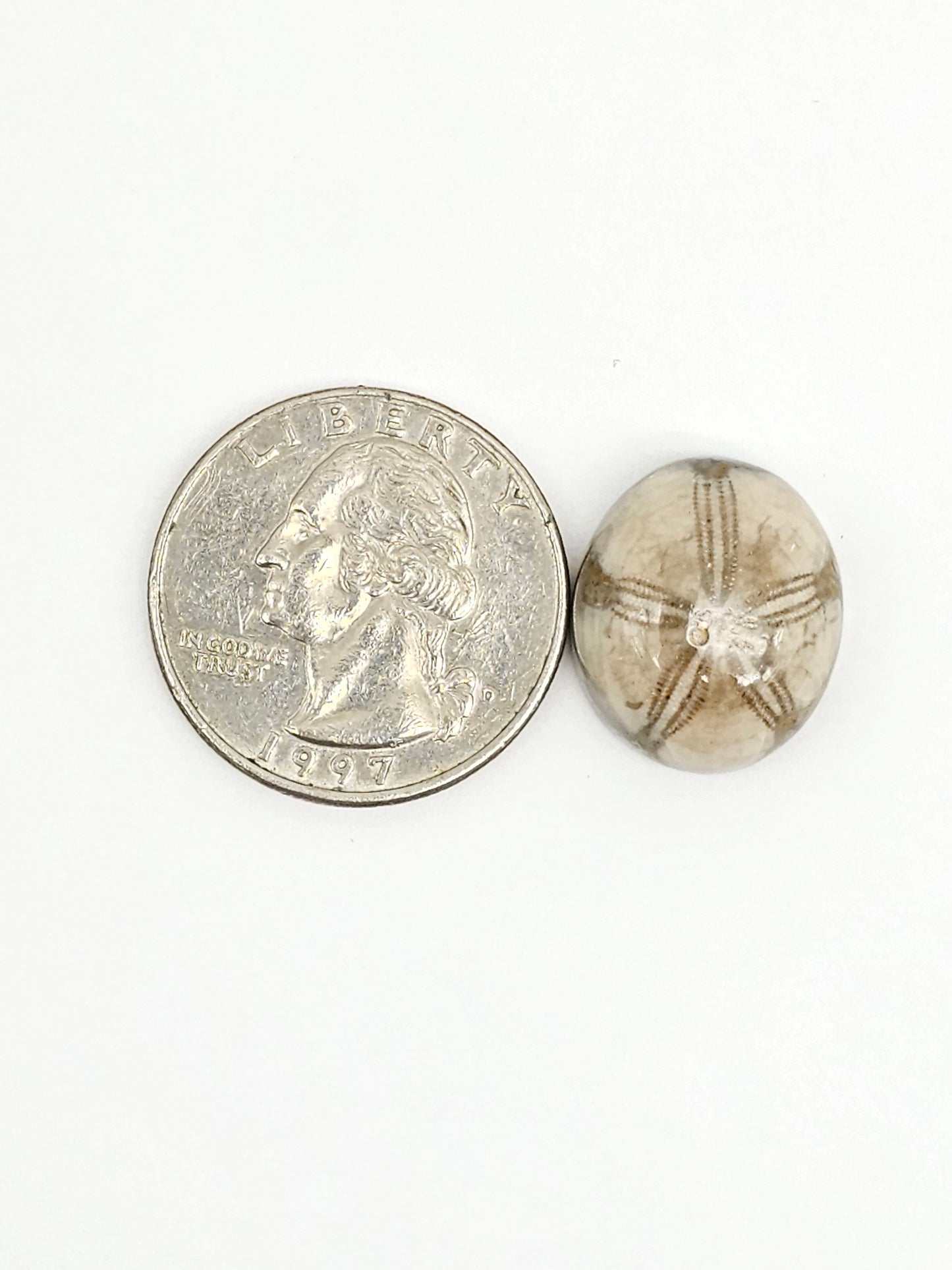 Sea Urchin (Sand Dollar) Fossil Cabochon – Mexican Echinoid