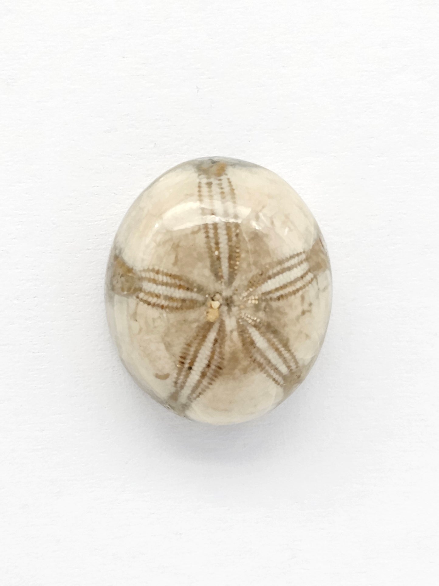 Sea Urchin (Sand Dollar) Fossil Cabochon – Mexican Echinoid