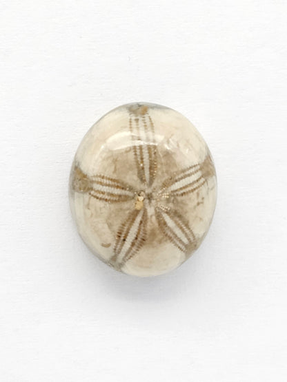 Sea Urchin (Sand Dollar) Fossil Cabochon – Mexican Echinoid